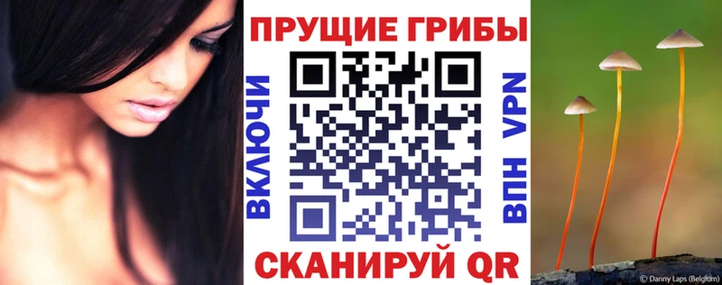 Псилоцибиновые грибы Psilocybe Артём